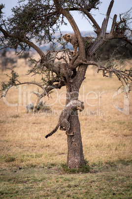 Three cheetah cubs play in thorn tree