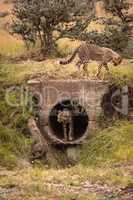 Three cheetah cubs playing around concrete pipe