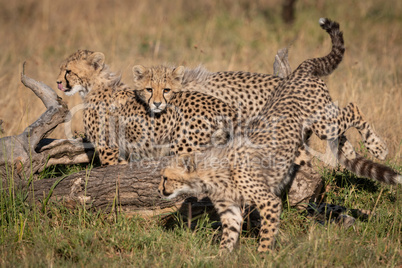 Three cheetah cubs playing around dead log