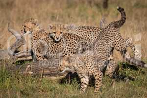 Three cheetah cubs playing around dead log