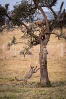 Three cheetah cubs playing in thorn tree