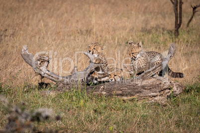 Three cheetah cubs playing on dead log