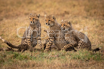 Three cheetah cubs sit looking left together