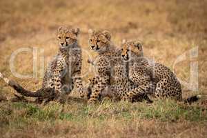 Three cheetah cubs sit looking left together