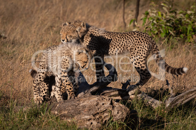 Three cheetah cubs stand on dead log