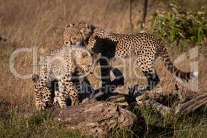 Three cheetah cubs stand on dead log