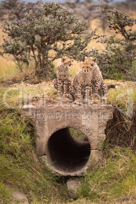 Three cheetah cubs sitting above concrete pipe