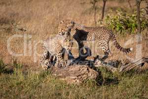 Three cheetah cubs standing on dead log