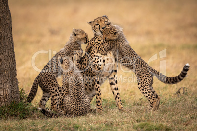 Three cheetah cubs surrounding mother on grass