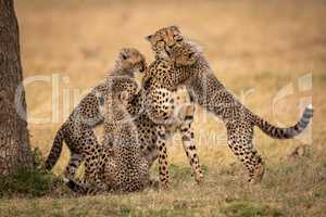 Three cheetah cubs surrounding mother on grass