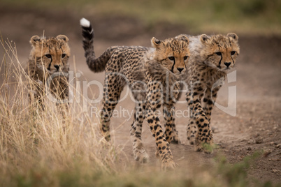 Three cheetah cubs walking down dirt track