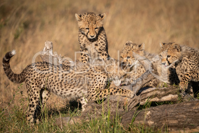 Three cheetah cubs watch another on log