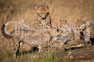 Three cheetah cubs watch another on log