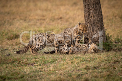 Three cheetah cubs wrestling beside tree trunk