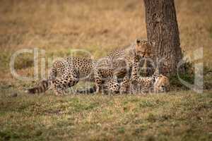 Three cheetah cubs wrestling beside tree trunk