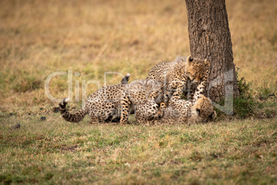 Three cheetah cubs wrestling by tree trunk