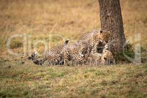 Three cheetah cubs wrestling by tree trunk