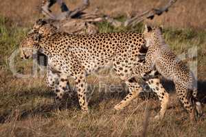 Three cubs attack cheetah walking on savannah