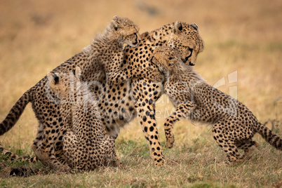Three cubs playing with cheetah on grass