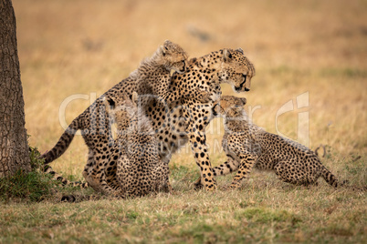 Three cubs playing with cheetah in grass