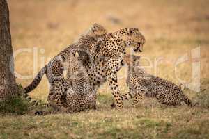 Three cubs playing with cheetah in grass