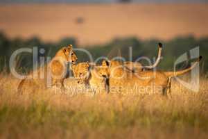 Three lionesses play fight in long grass