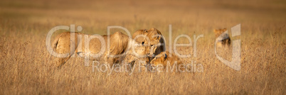 Three lions nuzzle one another in grass