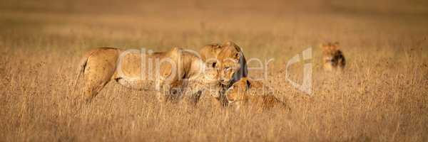 Three lions nuzzle one another in grass