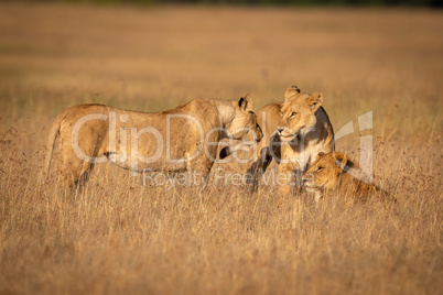 Three lions standing and lying in grass