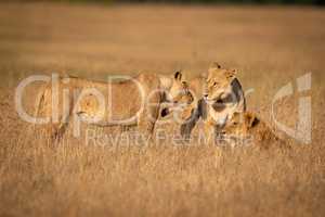 Three lions standing and lying in grass