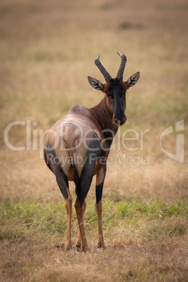 Topi on grassland looking back at camera