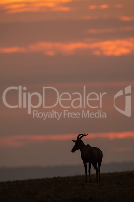 Topi in silhouette at sunset on horizon