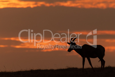 Topi on horizon in silhouette at sunset