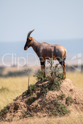 Topi standing on earth mound in savannah