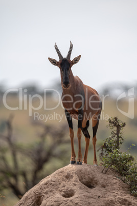 Topi stands facing camera on rocky mound