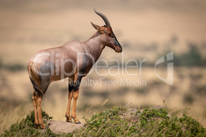 Topi stands in profile on rocky mound