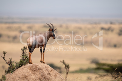 Topi stands on rocky mound in profile