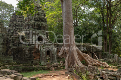 Tree growing out of stone temple ruins