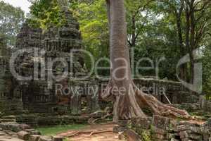 Tree growing out of stone temple ruins