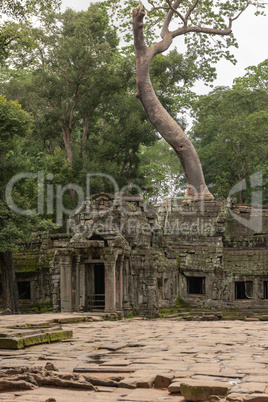 Tree grows above entrance of ruined temple