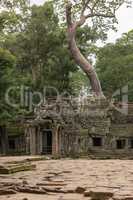 Tree grows above entrance of ruined temple
