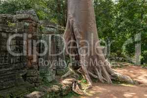 Tree trunk growing out of temple ruins