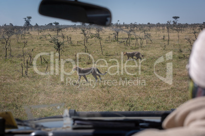 Truck driver watches cheetah cubs through windscreen