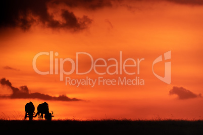 Two blue wildebeest silhouetted against orange sky