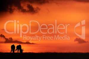 Two blue wildebeest silhouetted against orange sky