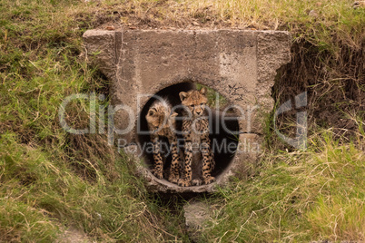 Two cheetah cubs at entrance to pipe