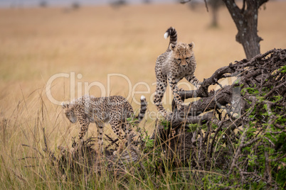 Two cheetah cubs climb on dead tree