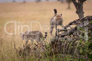 Two cheetah cubs climb on dead tree