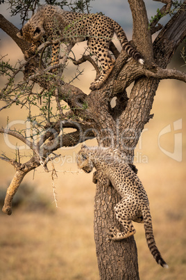 Two cheetah cubs climb tree in savannah