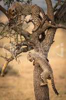 Two cheetah cubs climb tree in savannah